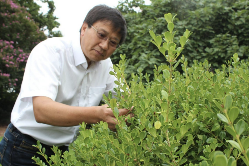 $4 Million Grant to Improve Boxwood Blight Prevention