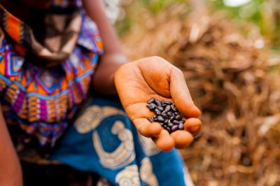 close up of woman in traditional african clothes holding black beans while working in farm in the countryside