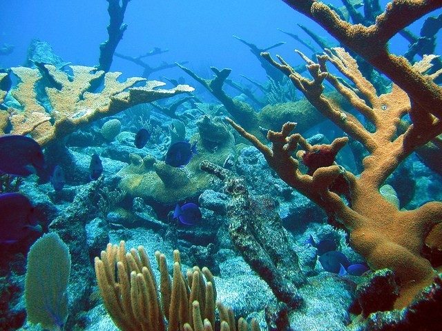 Blue  Tang and coral