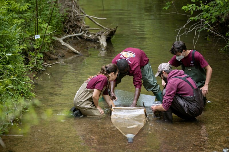 A professor and students kneeling in the middle of a stream wearing waders focusing their attention on a net 