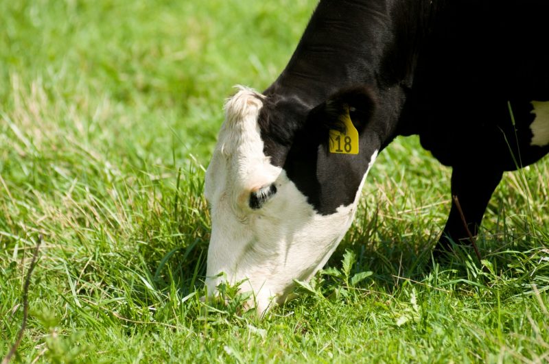 A crossbred beef cow grazing.