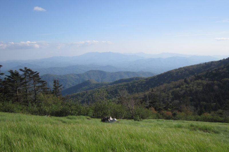 View from Round Bald in the Roan Mountain Highlands in North Carolina