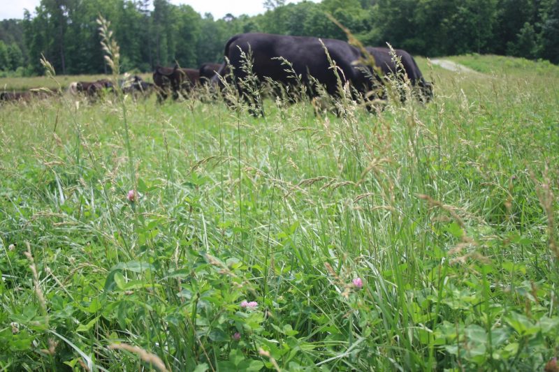 A cow grazing in a field