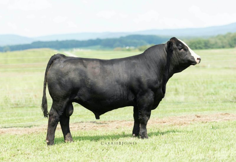 One of the cattle in the auction. Photo credit: Carrie Joines