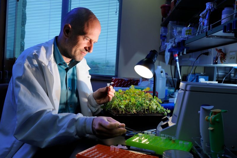 Boris Vinatzer working in the lab.