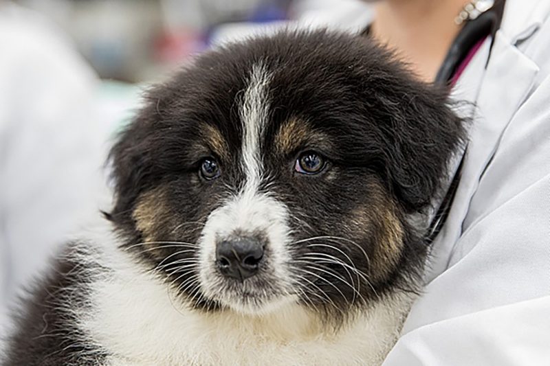 Puppy being held by a student at Puppy Palooza.