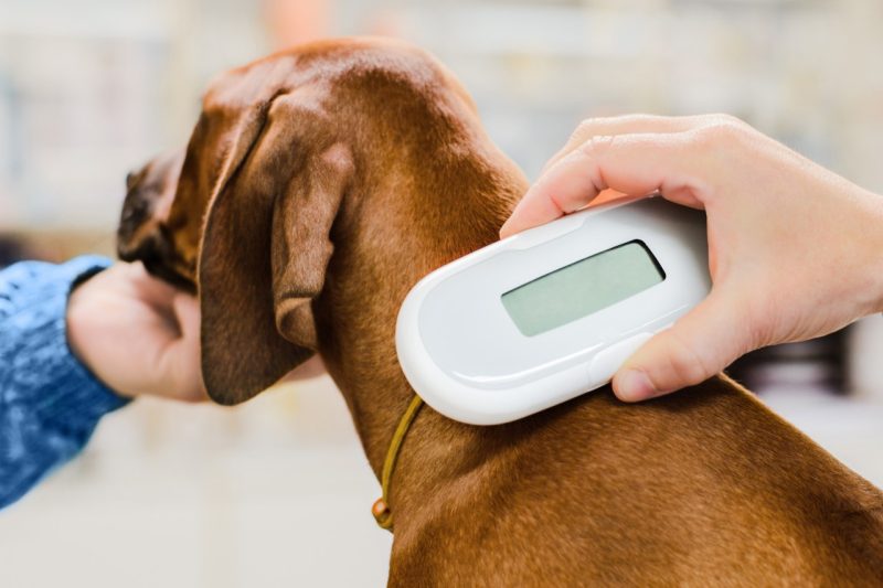 Dog having its microchip checked.